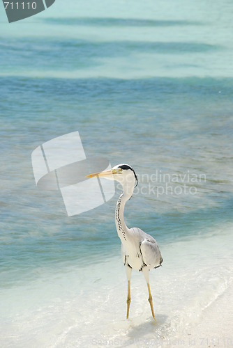 Image of Heron on a maldivian island