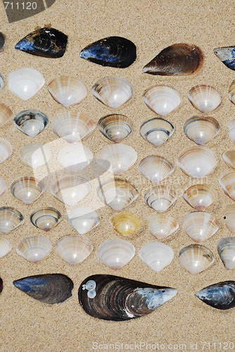 Image of Seashells background on sand