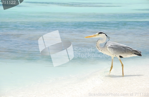 Image of Heron on a maldivian island