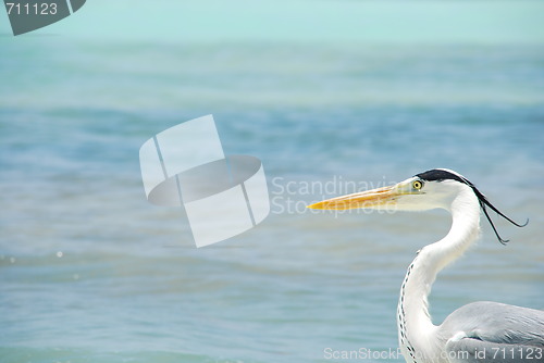 Image of Closeup of a Heron on a maldivian island