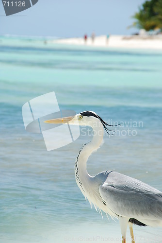 Image of Closeup of a Heron on a maldivian island