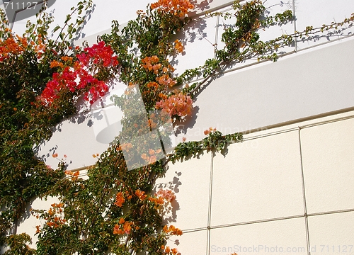 Image of Colorful clinging flowers