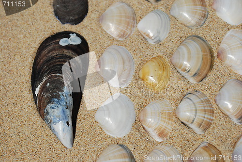 Image of Seashells background on sand