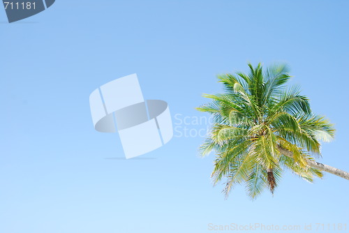 Image of Vibrant coconut palm tree