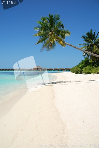 Image of Beach paradise with palm tree hanging