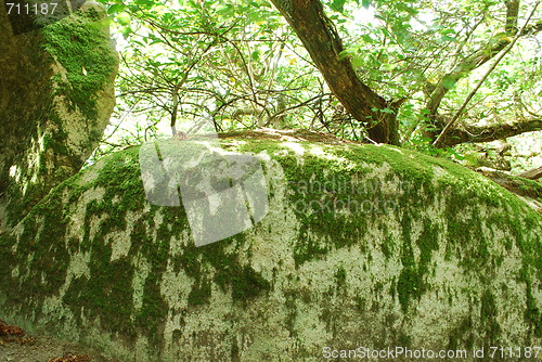 Image of Bright scene with mossy stones in the jungle