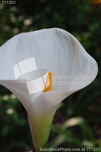 Image of White Calla on a botanic garden