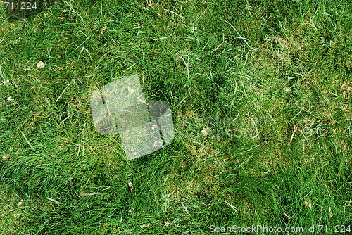 Image of Green grass background