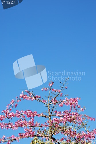 Image of Pink weigela tree (sky background)