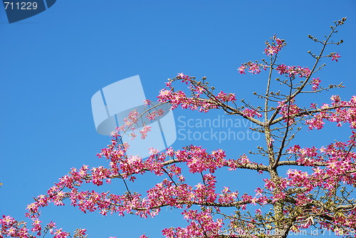 Image of Pink weigela tree (sky background)