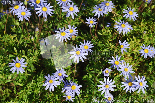 Image of Bunch of Purple Daisys