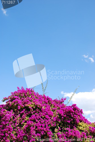 Image of Purple Bouganvilla flowers