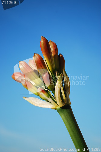 Image of Orange Clivia Miniata