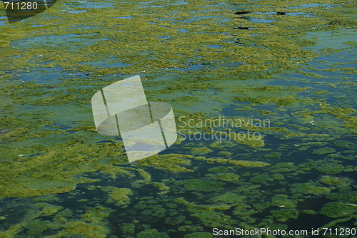 Image of Green algae swamp