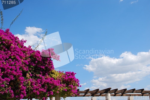 Image of Purple Bouganvilla flowers