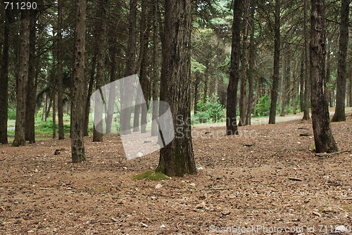 Image of Beautiful landscape on a forrest