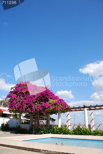 Image of Purple Bouganvilla flowers