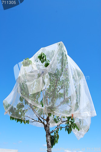 Image of Protecting cherry tree