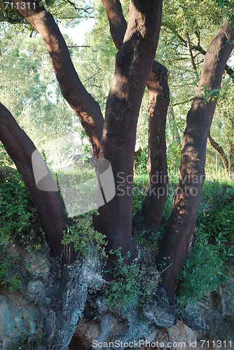 Image of Beautiful Oak tree