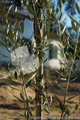 Image of Olive tree branch