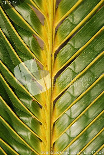 Image of Vibrant coconut palm tree detail/background