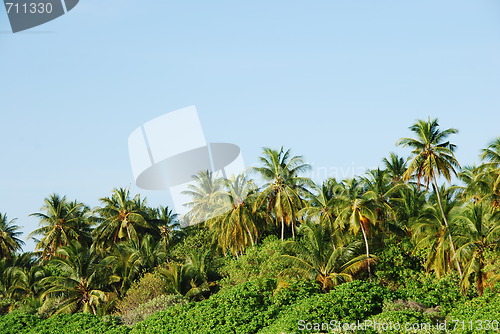 Image of Coconut palm trees