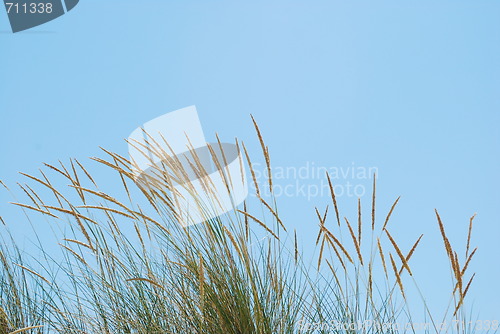 Image of Reed grass background on a tropical beach