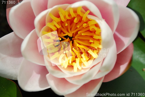 Image of Beautiful nenufar plant/flower