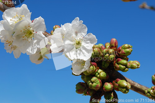 Image of Cherry Flowers