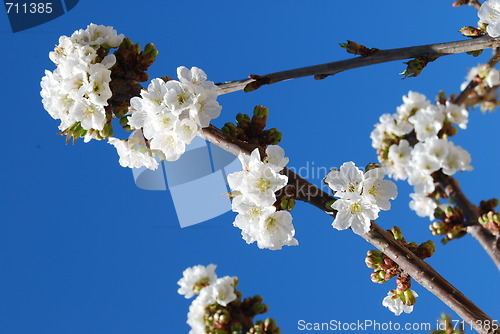 Image of Cherry Flowers