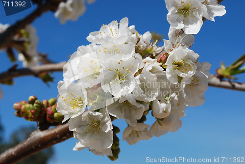 Image of Cherry Flowers