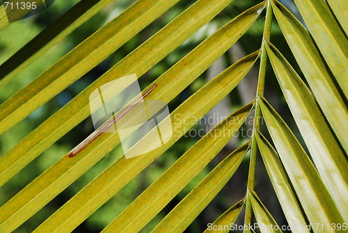 Image of Washington Palm tree