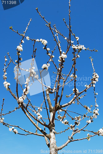 Image of Cherry tree