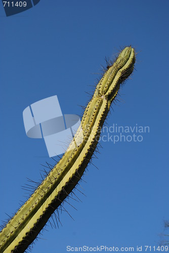 Image of Green cactus