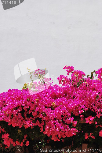 Image of Pink Bouganvilla flowers background