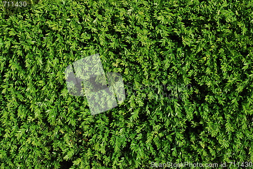 Image of Green turf background