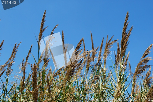 Image of Reed grass on a lake