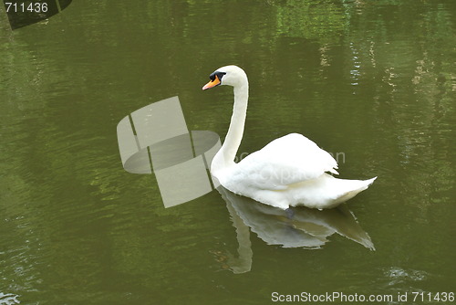 Image of Mute swan on a lake