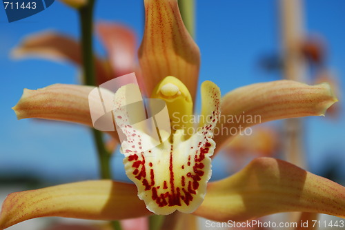 Image of Pink orchid flower