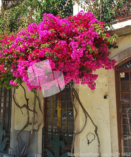 Image of Typical building with clinging flowers in Lisbon