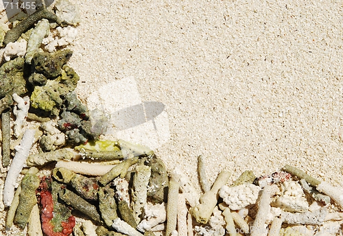 Image of Coral background