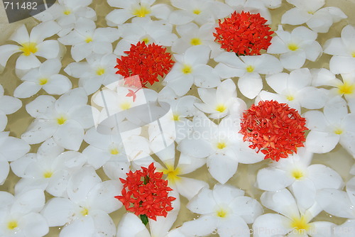 Image of White tropical frangipanis flowers background