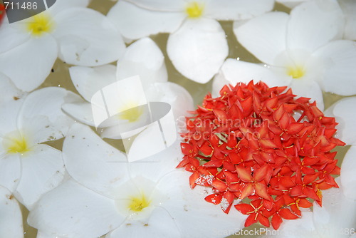 Image of White tropical frangipanis flowers background