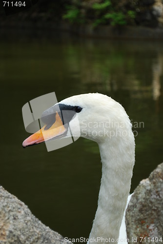 Image of Mute swan on a lake