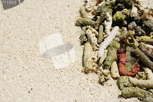Image of Coral background (shallow depth of field)