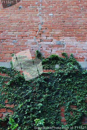 Image of Brick wall background with clinging plants