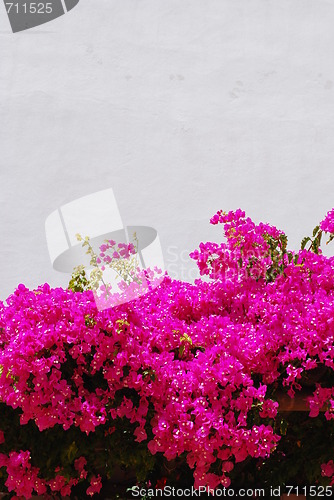 Image of Pink Bouganvilla flowers background