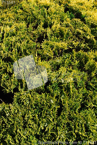 Image of Green tree bush (vertical)