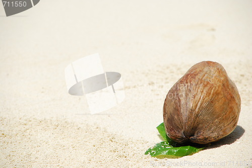 Image of Coconut fruit on a tropical sandy beach