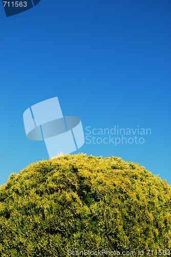 Image of Green tree bush (vertical)
